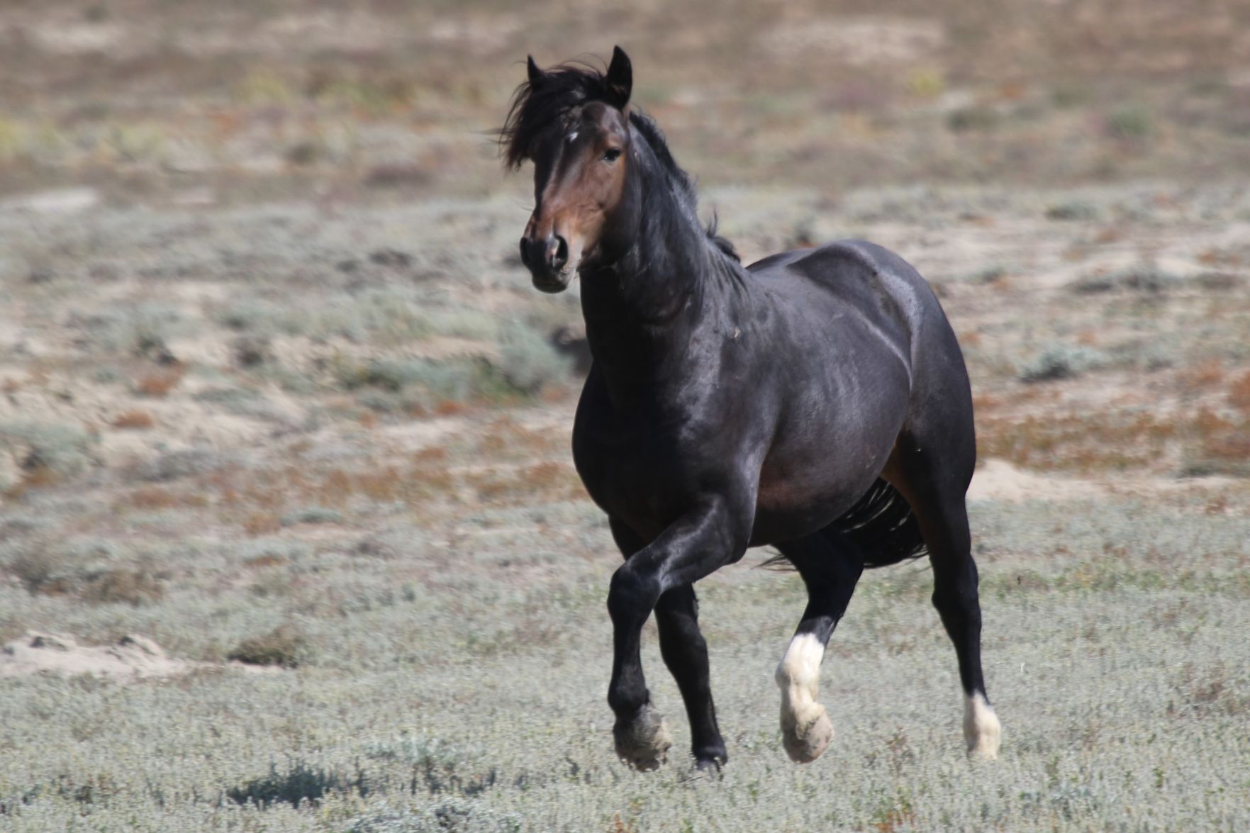 Wild Stallion